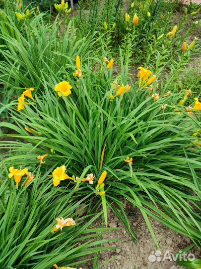 Лилейник жёлтый