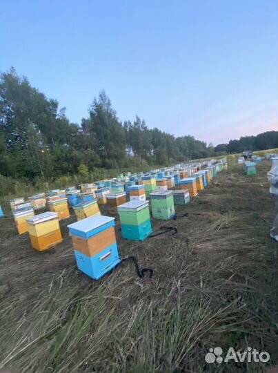 Мёд оптом и в розницу