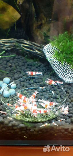 Аквариумные креветки красный кристалл