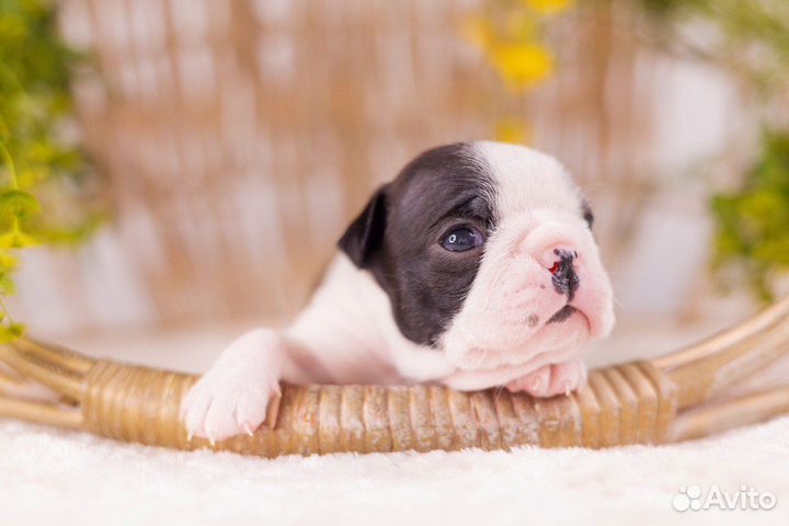 Девочка бостон терьер