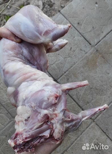 Продам мясо кролика