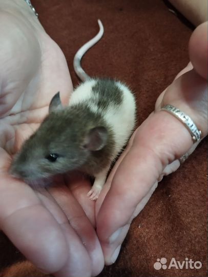 Малыши крысята