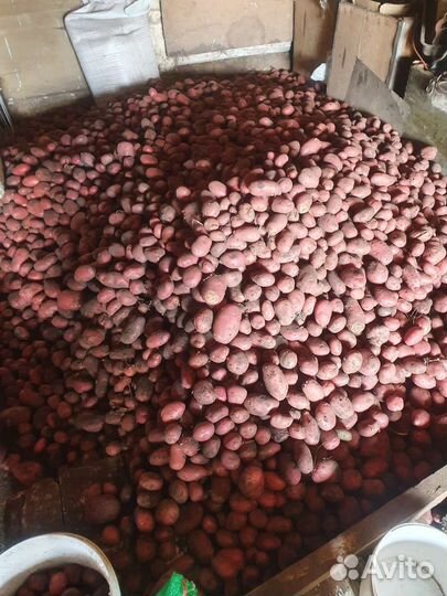 Продам картофель