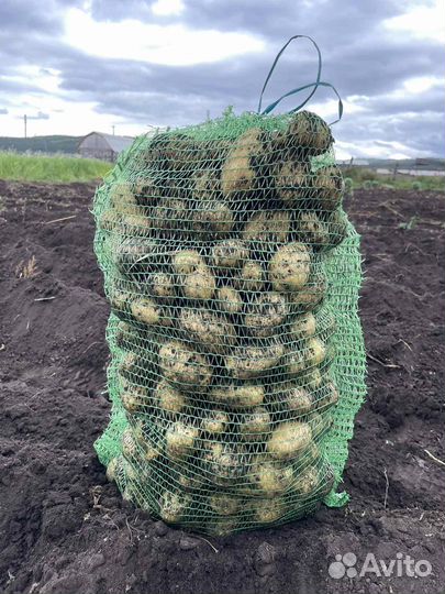 Картофель 35 р кг