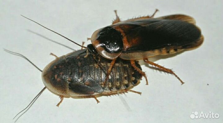 Живой корм для ежей, сов, хорьков