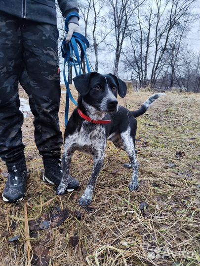 Отис ищет дом