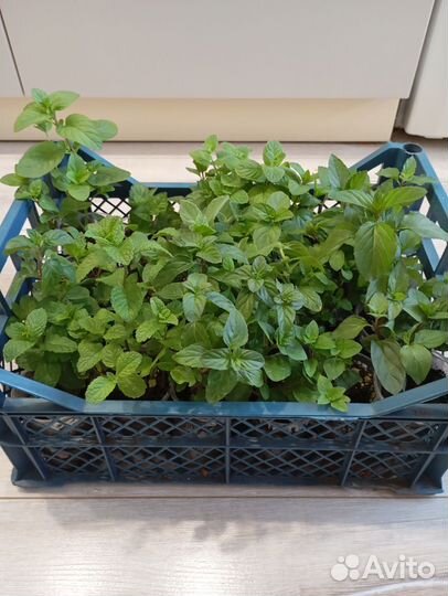 Мята сортовая