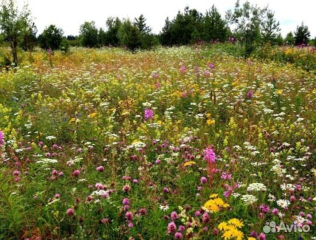 Мёд 24 года Алтайский оптом