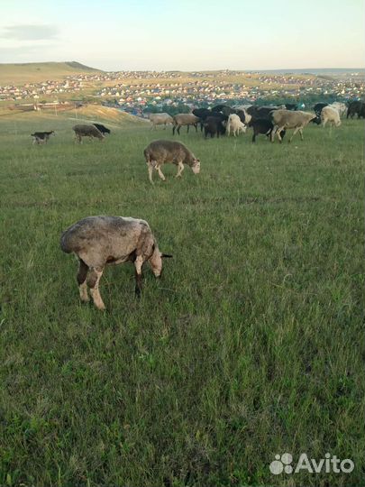 Курдючные бараны овцы