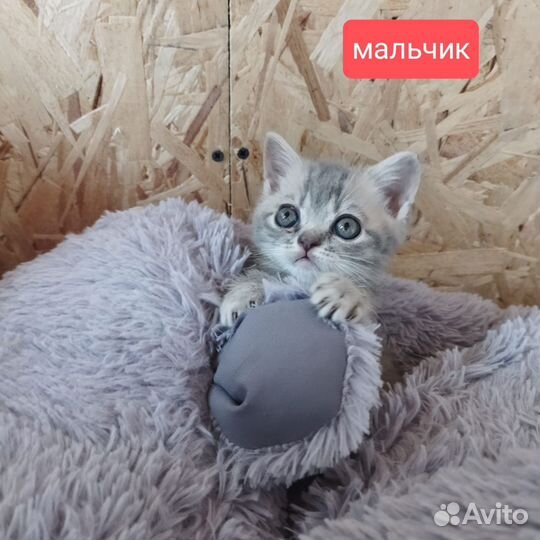 Шотландские котята