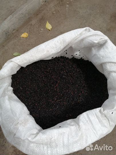 Плоды бузины