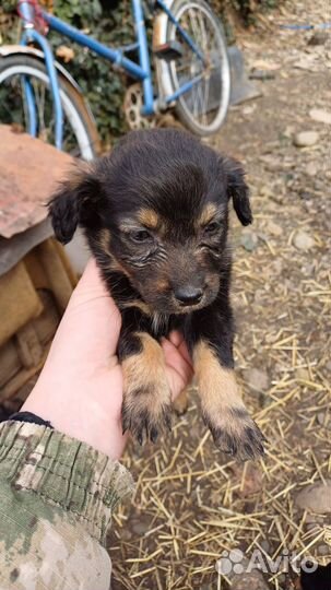 Щенки бесплатно дворняжки