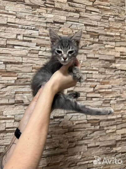 Кошка