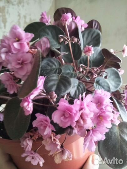 Фиалка трейлер,среду голову