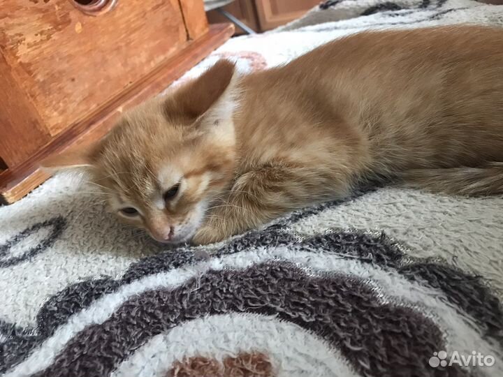 Кошка в дар