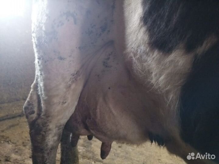 Телята коровы