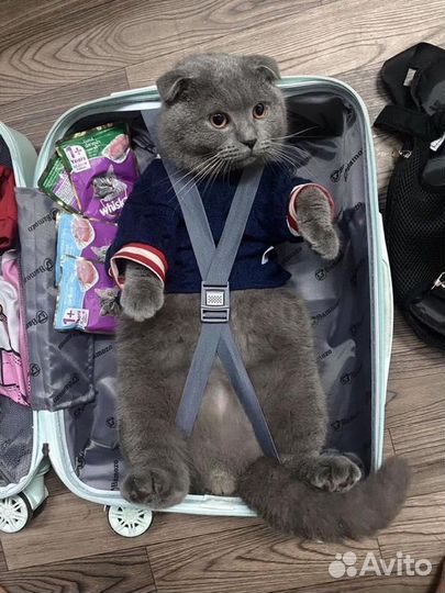 Передержка домашних животных