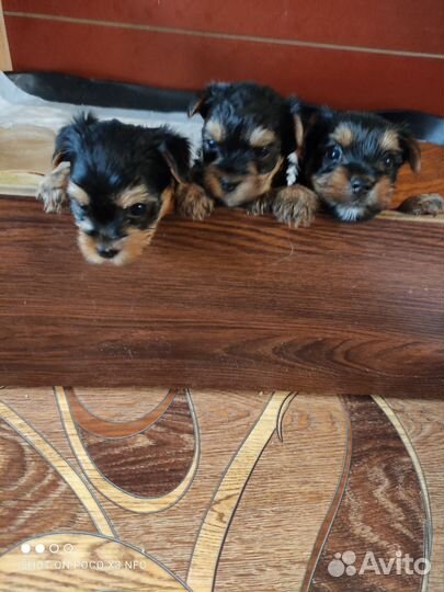 Йоркширский терьер щенки бесплатно