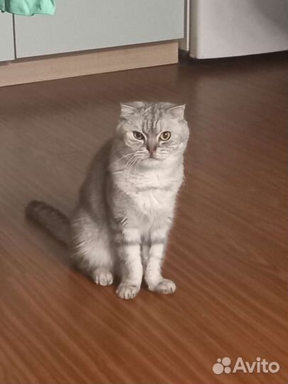 Шотландский вислоухий кот бесплатно