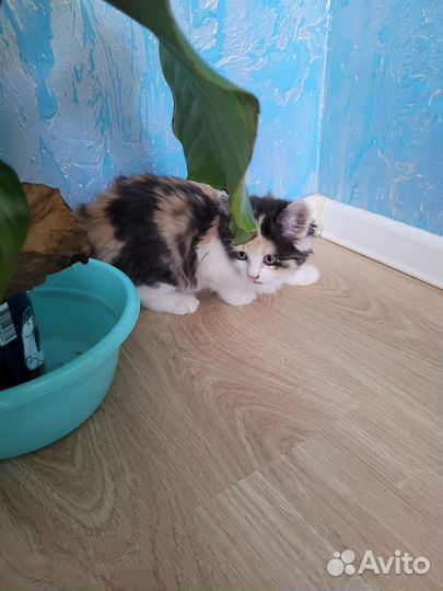 Котенок девочка 1.5 месяца