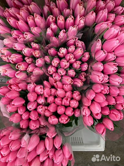 Цветы тюльпаны