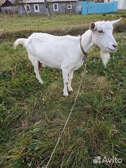 Коза дойная молочная
