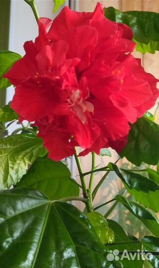 Китайская роза