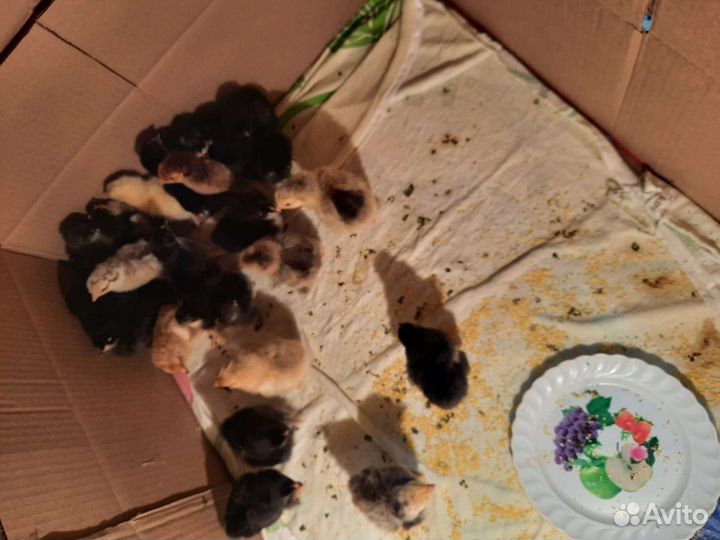 Цыплята брама и ункубацыоные яйца