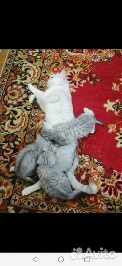 Котята