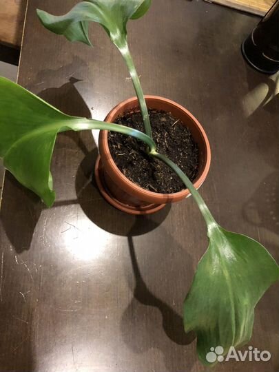 Амазонская лилия. Эухарис