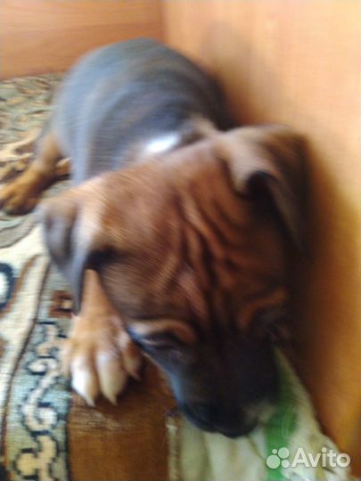 Девочка стафик