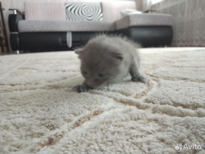Котенок мальчик серый