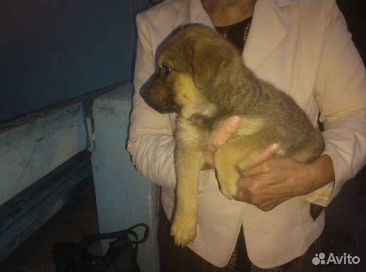 Щенок девочка в добрые руки