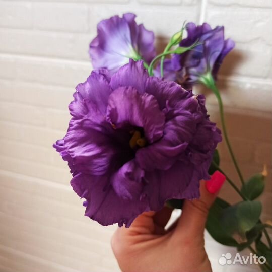 Эустома рассада