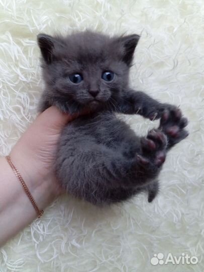 Котята в добрые руки бесплатно