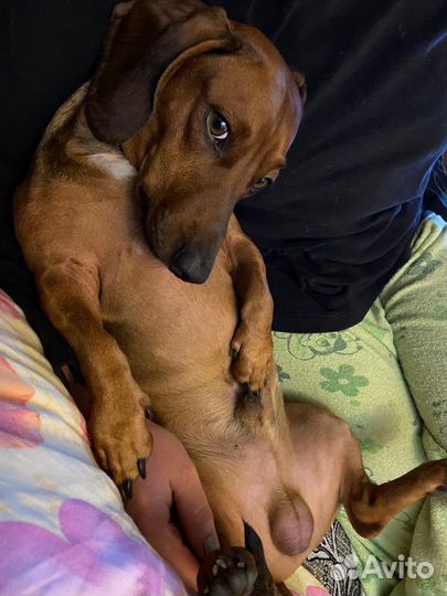 Такса вязка