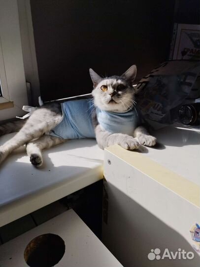 Отдаём кошечку в добрые руки