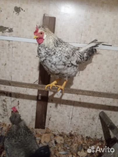 Петух легбар