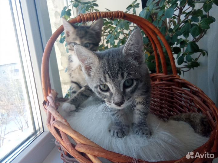 Котята в добрые руки приучены к лотку