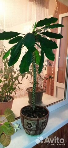 Молочай или эуфорбия