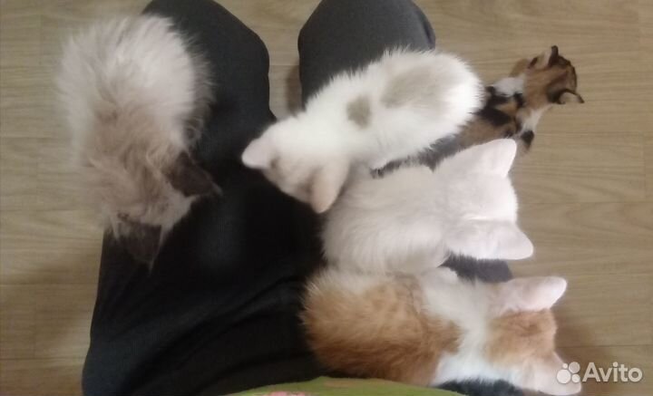 Котята в добрые руки 1,5 месяца