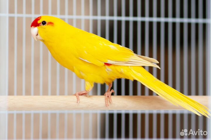 Какарик желтый птенцы