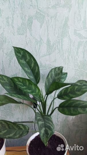 Растения комнатные