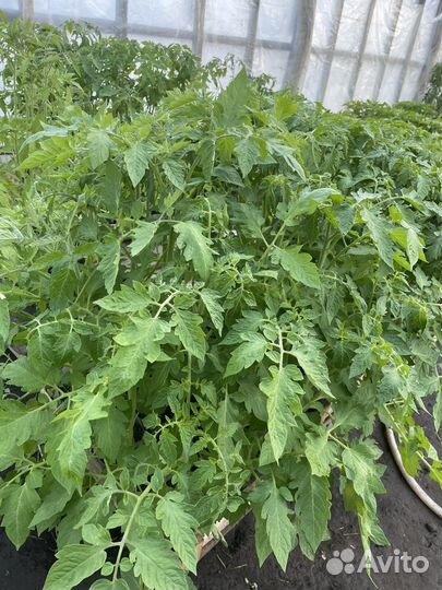 Рассада помидор и перцев, огурцы, капуста