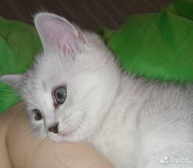 Котята британские