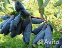 Жимолость сорта