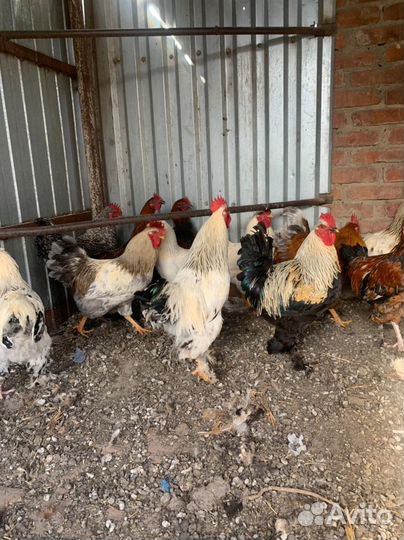 Молодые петухи