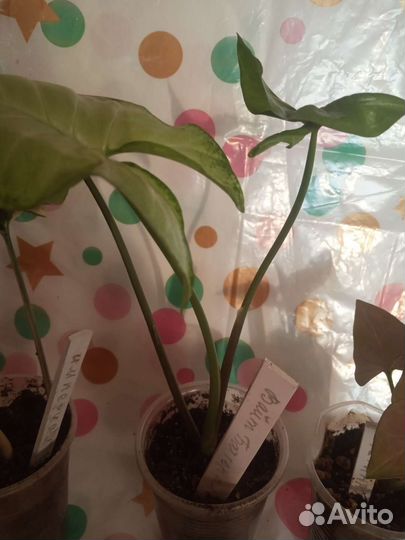 Сингониумы сортовые