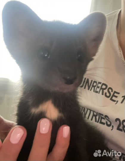 Соболь животное