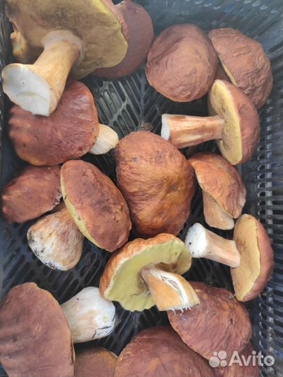 Грибы белые, боровики, маслята, опята и др